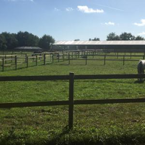 VUE D'ENSEMBLE : PADDOCKS, MANÈGE, MARCHEUR